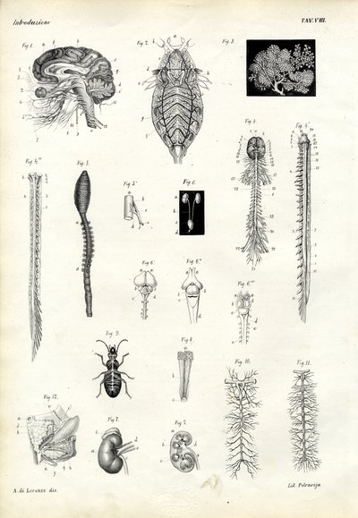 Espinas dorsales, 1863-79 de Raimundo Petraroja